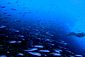 Amberjacks hunting